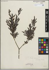 Foto von Salix purpurea L.